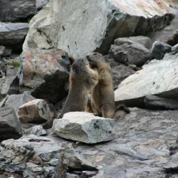  camping laruns geteuLes marmottes