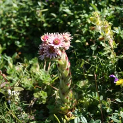  camping laruns geteuEdelweiss