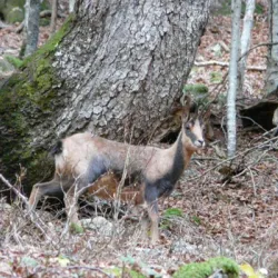  camping laruns geteuLa faune sauvage