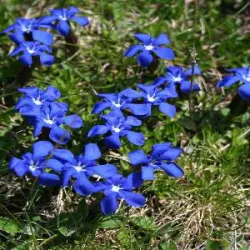  camping laruns geteuGentiane printanière